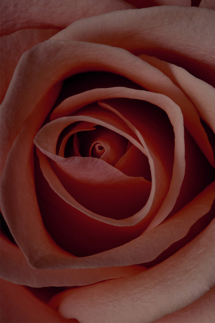 Muted pink rose petals in a close-up shot, highlighting the floral scent notes of NFD Eau De Parfum Candle 001.